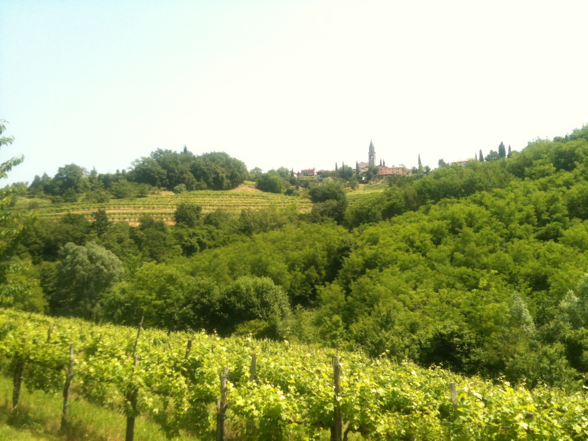 the countryside is surrounded by trees and winerys