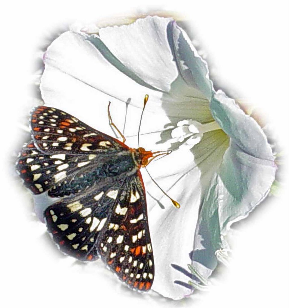two large erflies with white and black wings sit next to a white flower