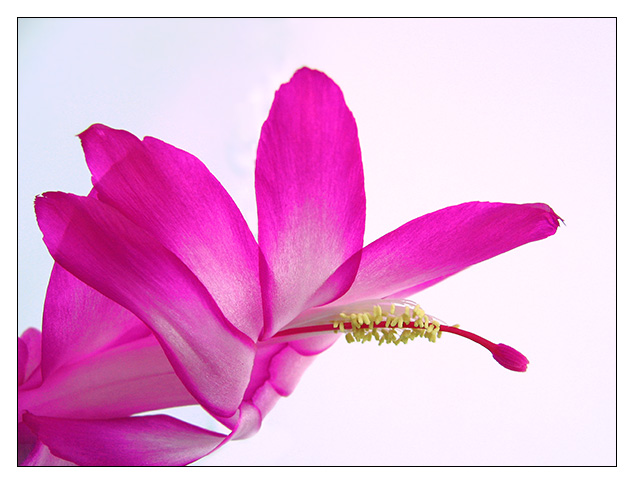 a beautiful flower pographed in bright pink
