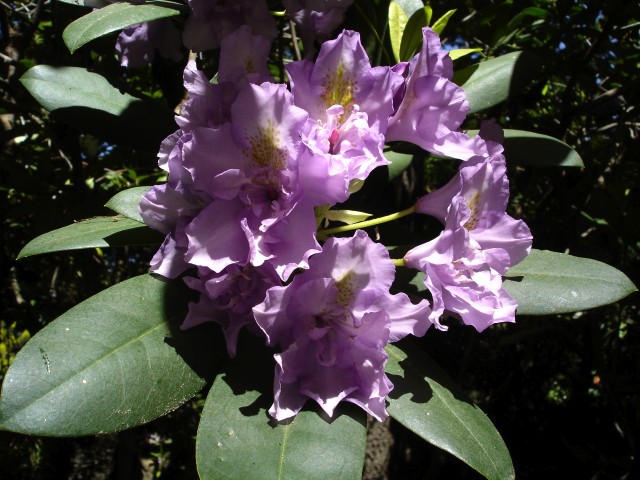 several purple flowers with green leaves in the sunlight