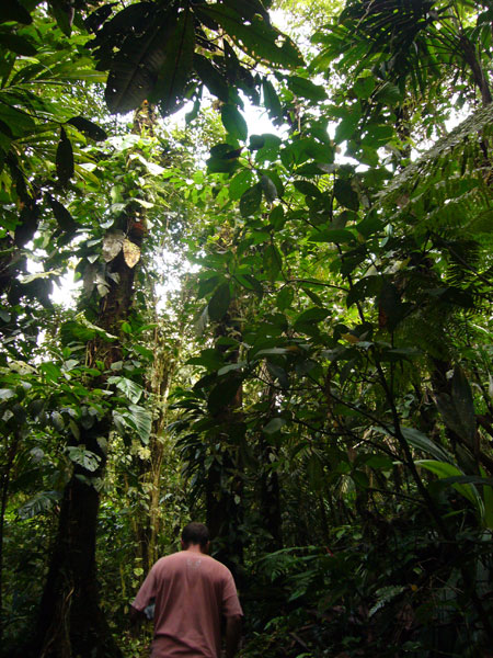 man in maroon shirt and brown shorts walking through the rainforest