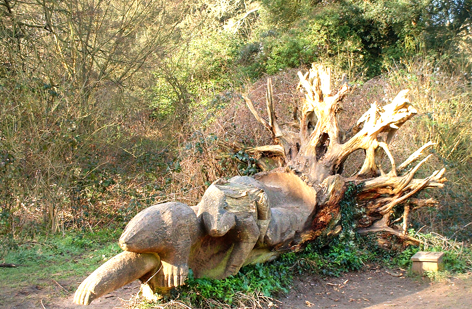 a large trunk on the ground next to some trees