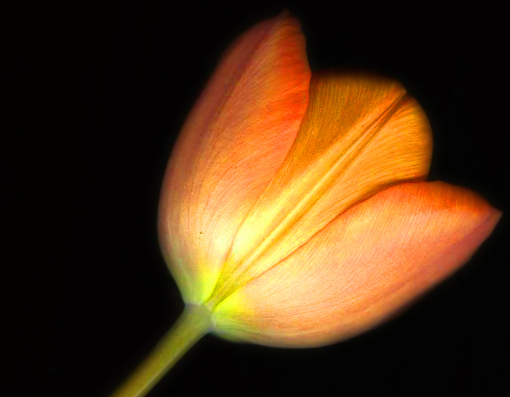 a single flower lit up against a black background