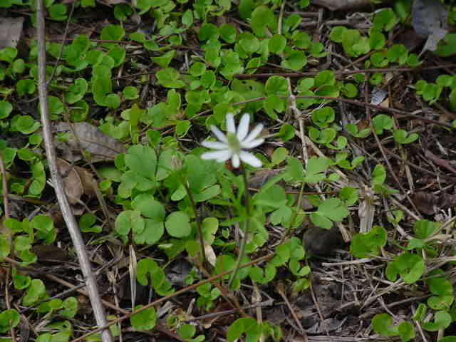 small white flowers are surrounded by green leaves