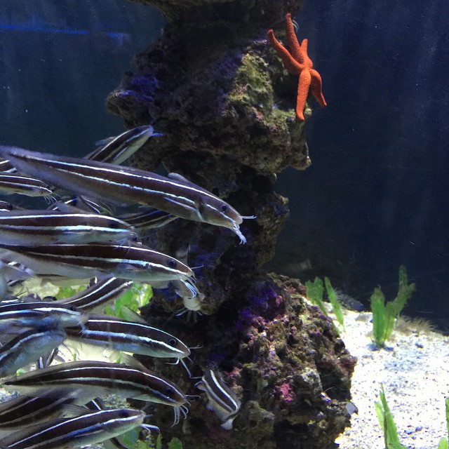 an aquarium filled with various sea life