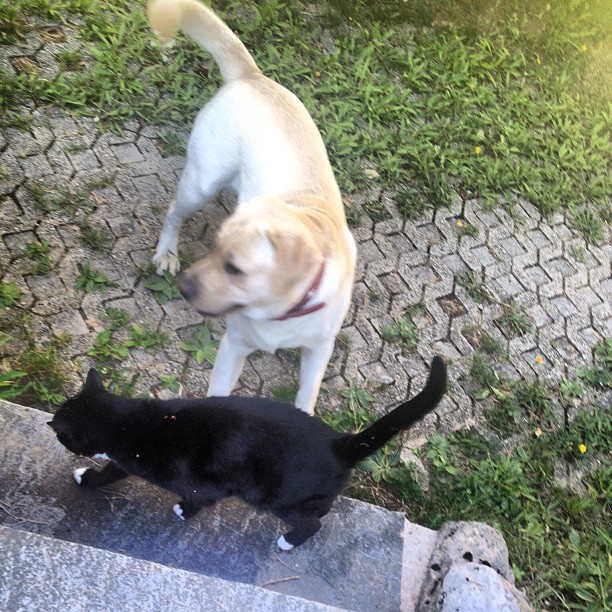 there is a black cat and a white dog standing next to each other