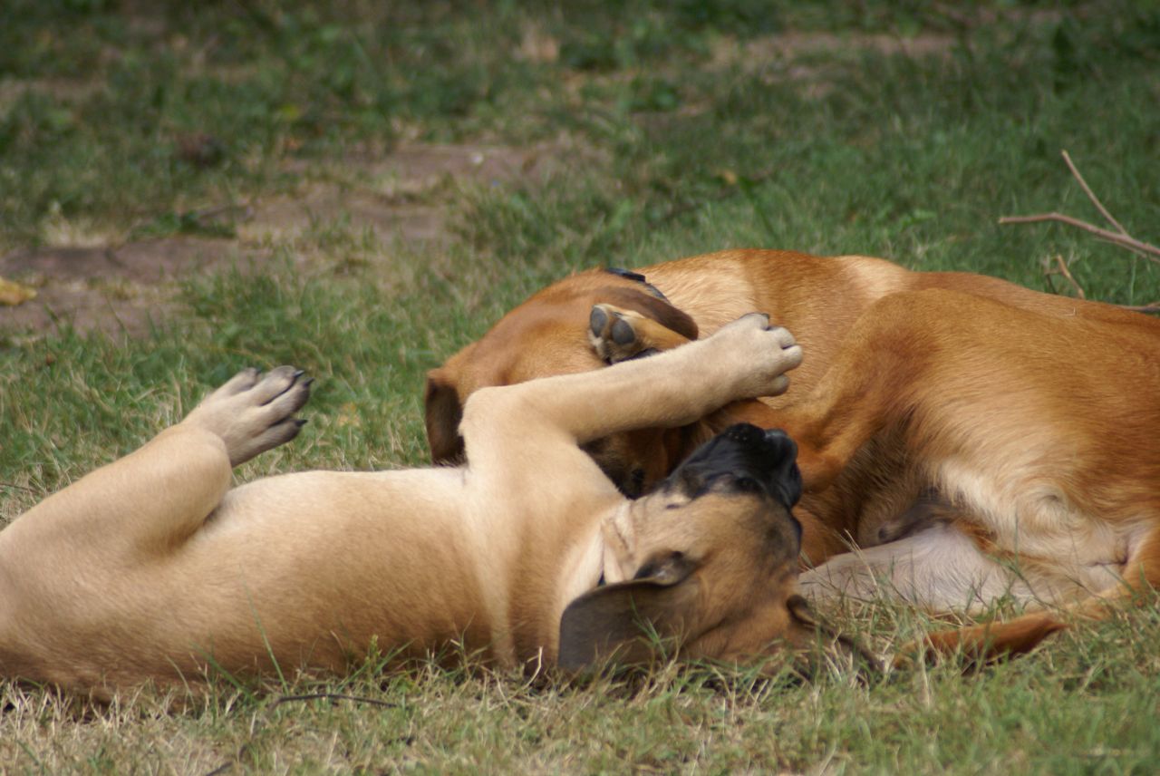 two dogs playing together in the grass and one on its back