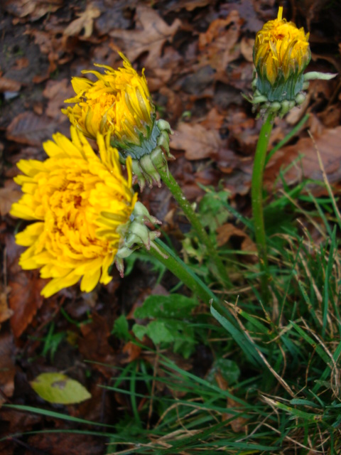 yellow flower with very large leaves laying on the ground