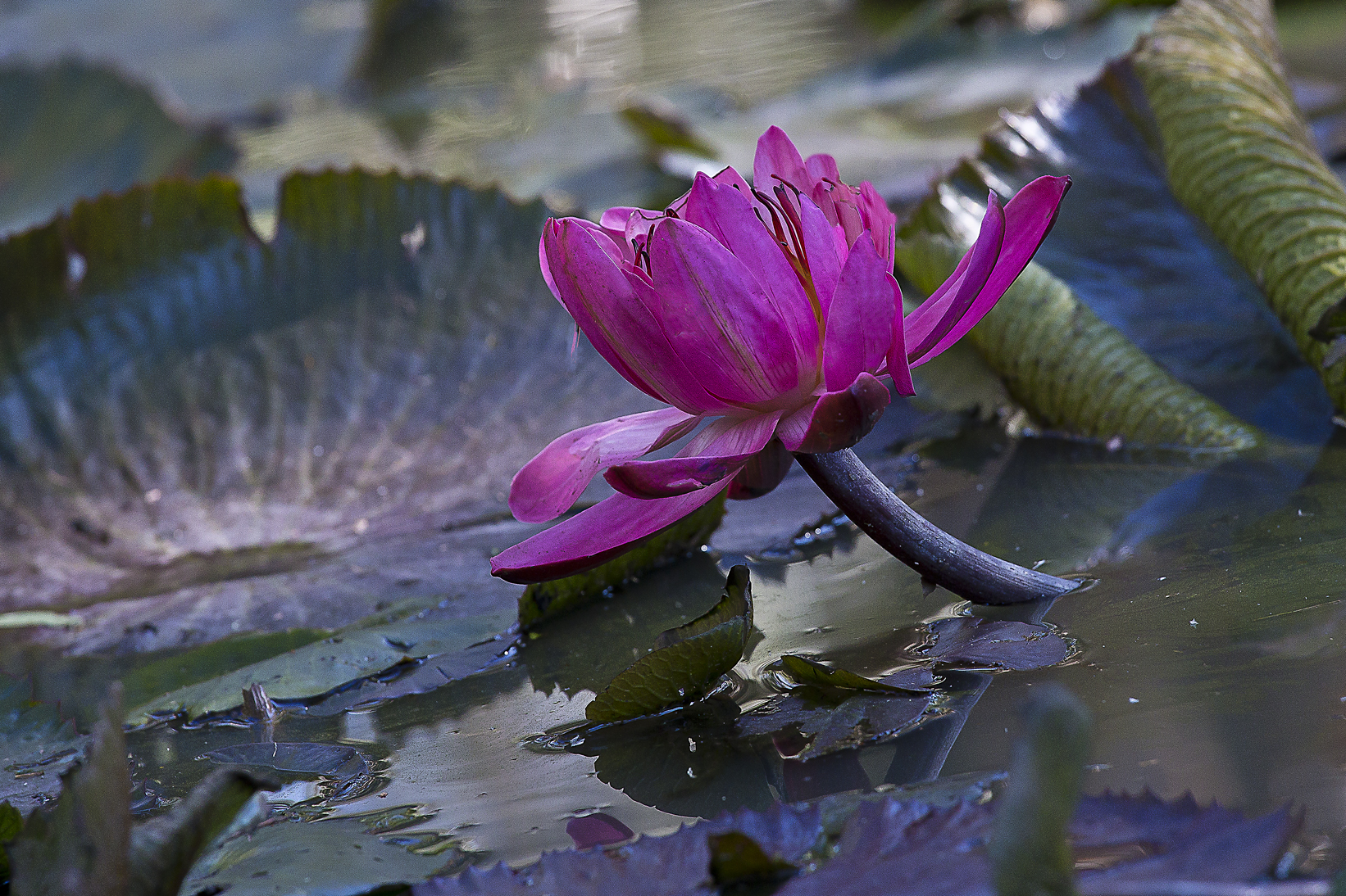 a pink flower is shown floating on the water