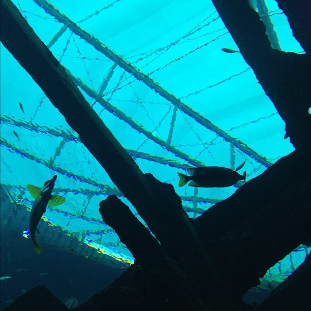 fish swimming around a large metal structure in an aquarium