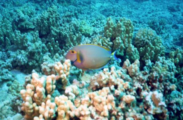 a fish that is sitting on a coral