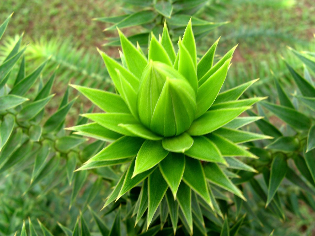 close up view of an abstract green plant