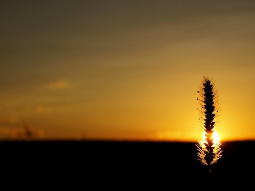 a plant silhouetted against the setting sun in a field