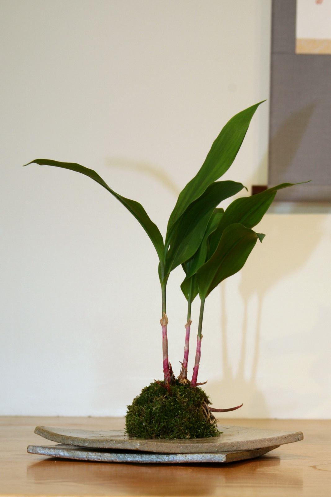 a potted plant sitting on a table with scissors