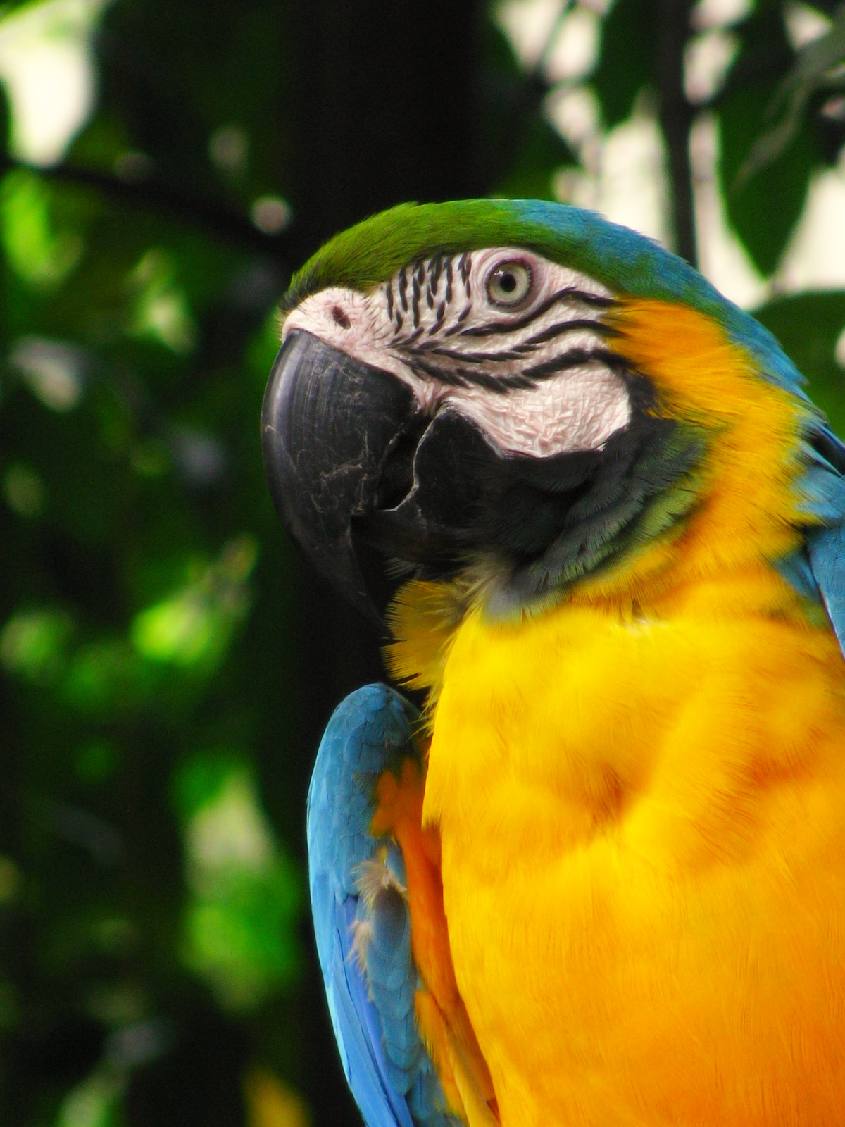 a multicolored parrot with a large smile and eyes