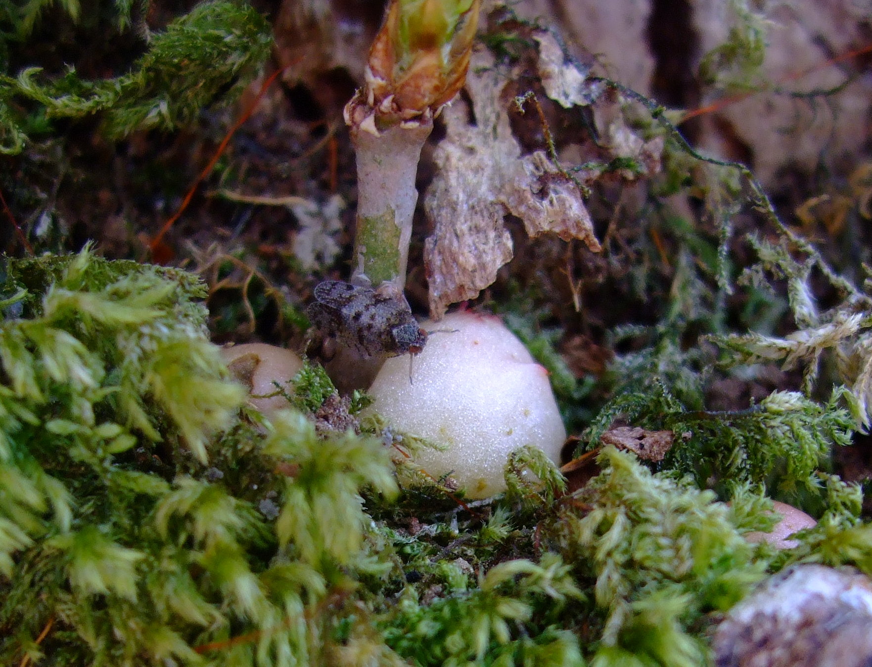 moss covered ground has a little mushroom on it