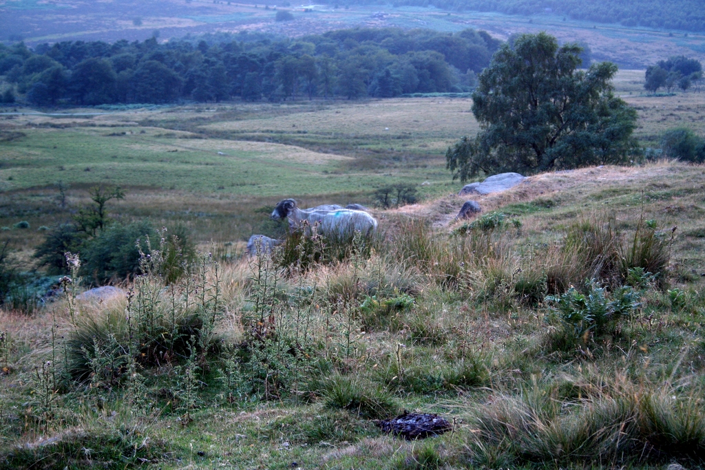 sheep are on the hills in a green meadow