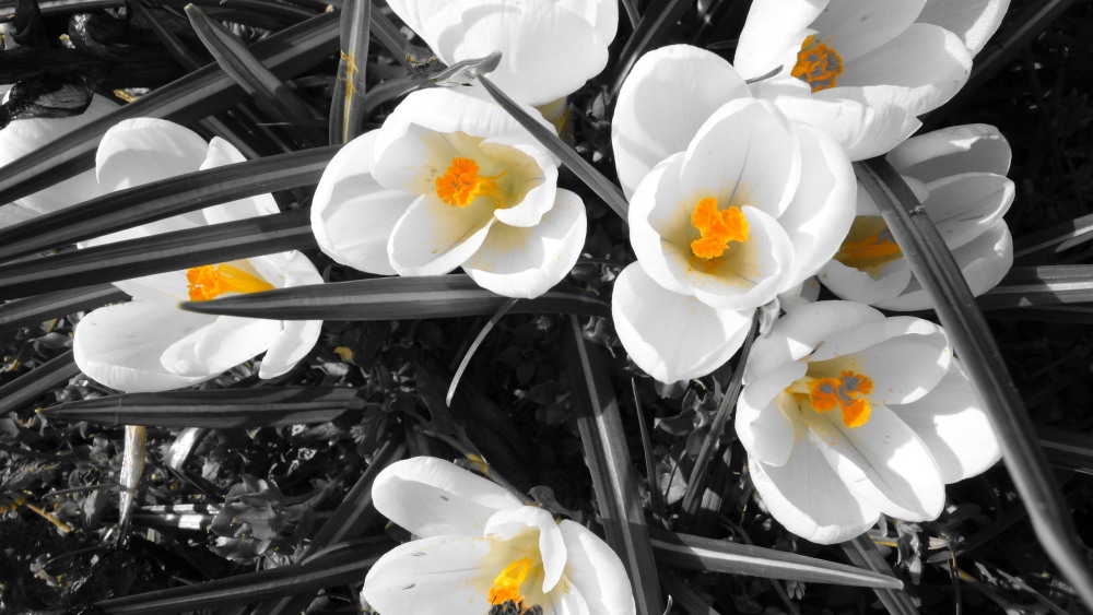 a bunch of white flowers with yellow centers