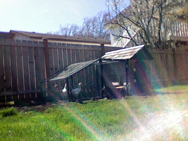 a chicken house in the yard is being used as a hen cage