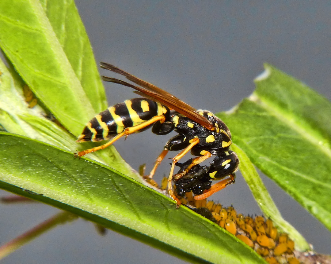 an image of two yellow and black bugs together