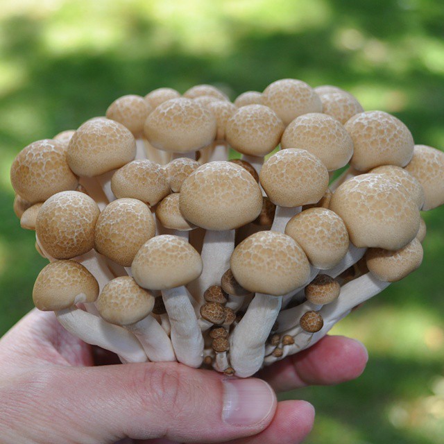 a hand holding a cluster of tiny white mushrooms