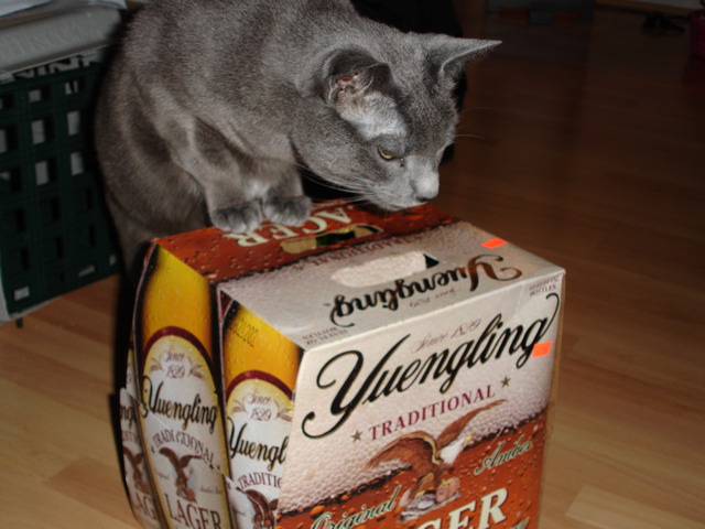 cat eating from box of beer on wooden floor