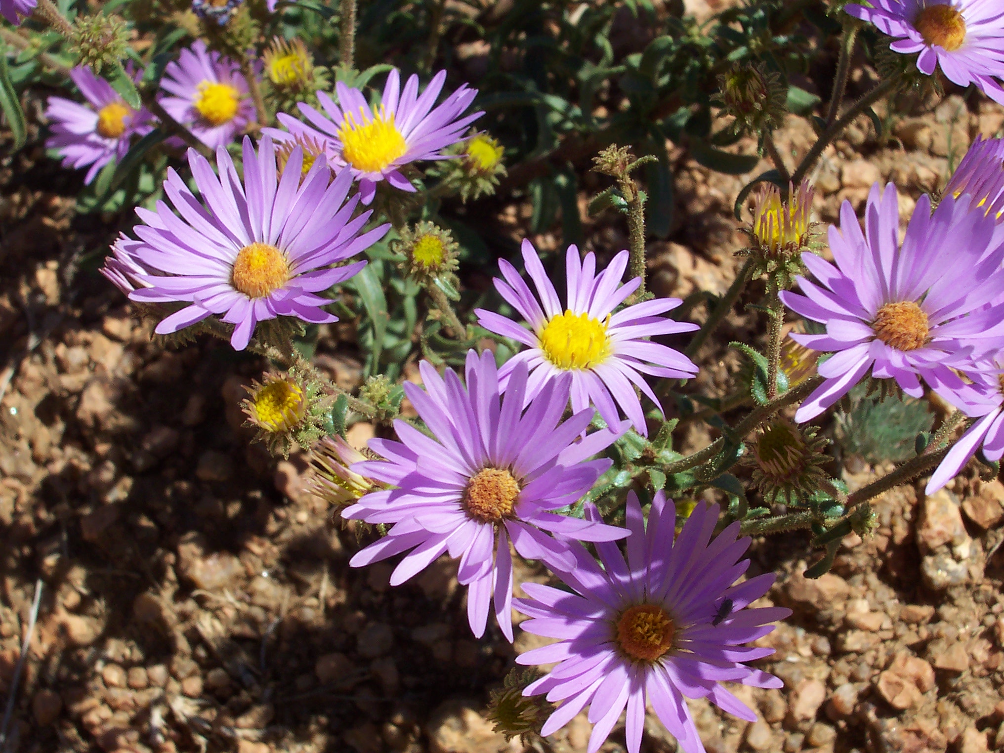 purple flowers in the dirt in a garden