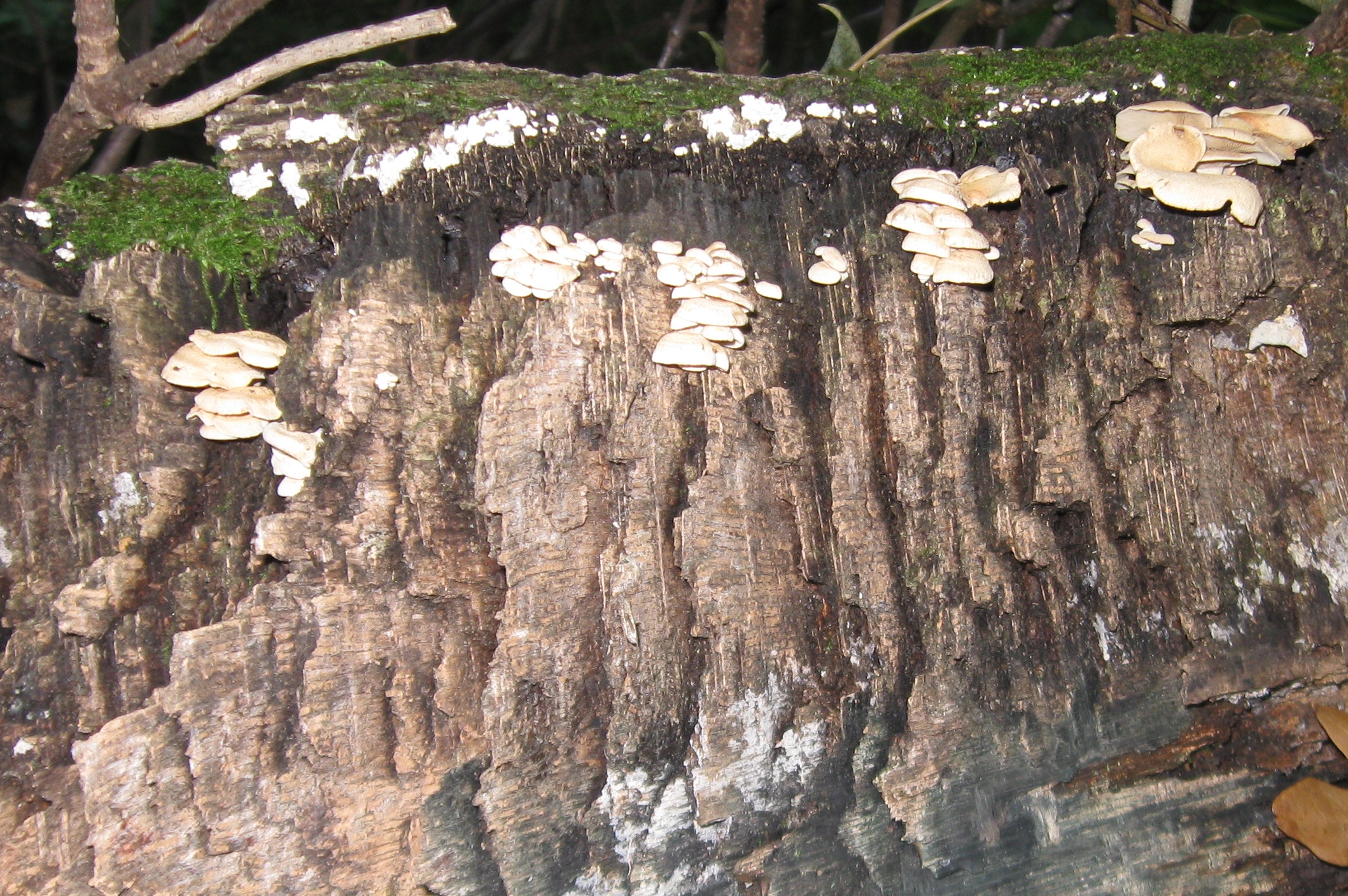 a cluster of white mushrooms growing on the bark of a tree