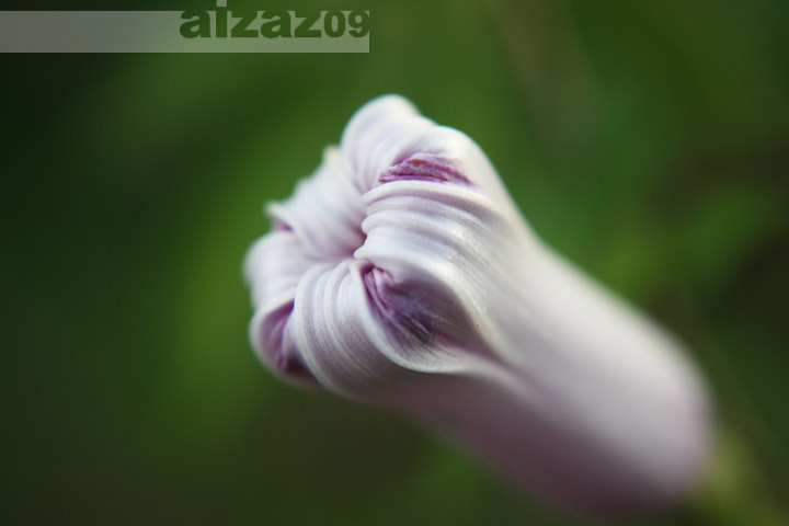 a close - up of a flower in bloom with the petals blossoming