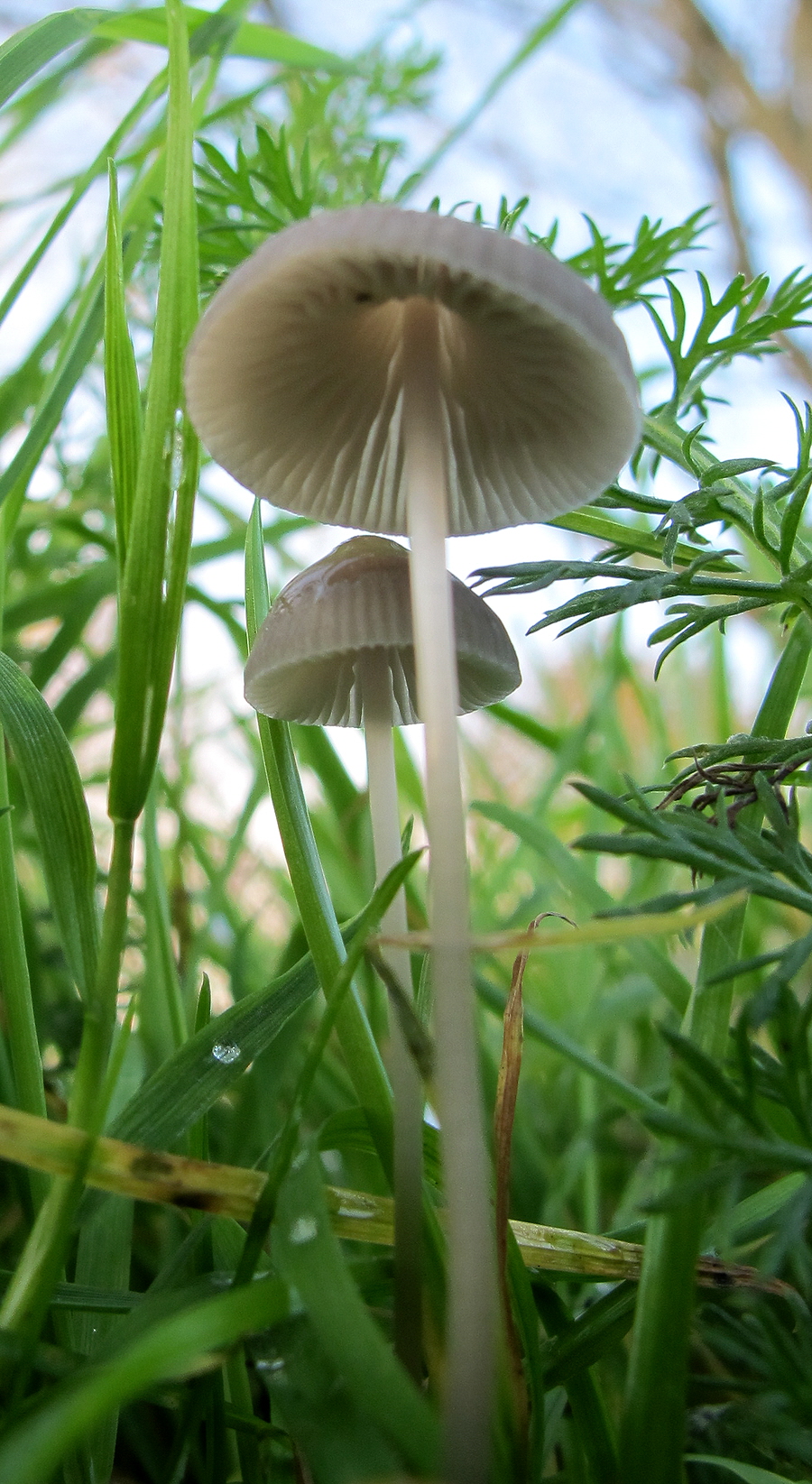 a close up of two mushrooms growing in a field