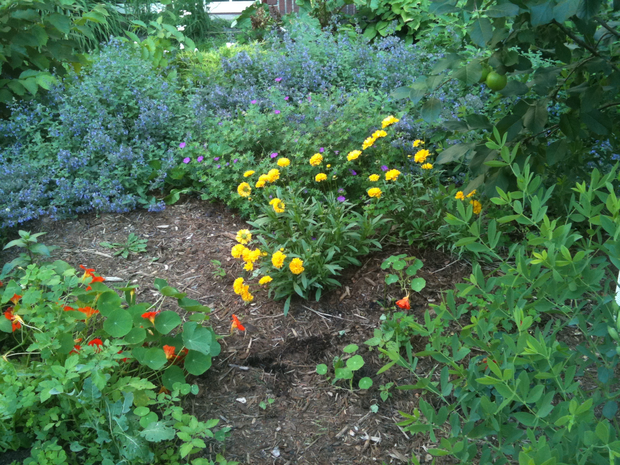 a large garden filled with lots of flowers