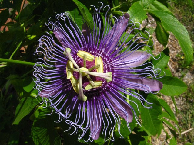 closeup of a purple flower with a purple stamen