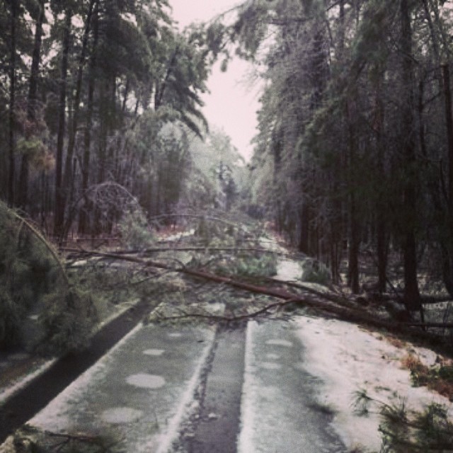 a downed tree lies across the flooded road