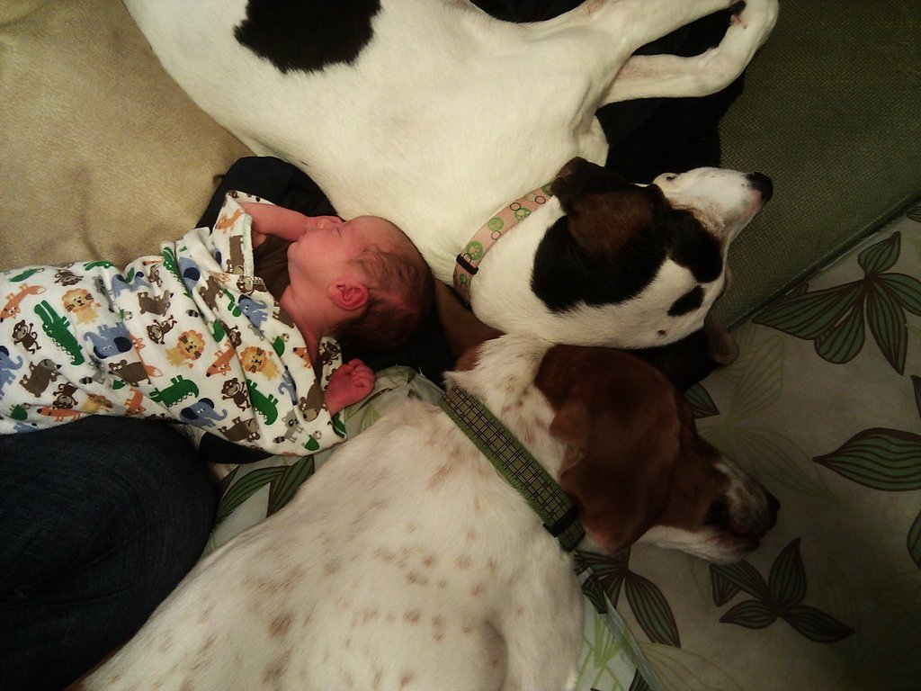 a baby sleeping in the arms of two dogs