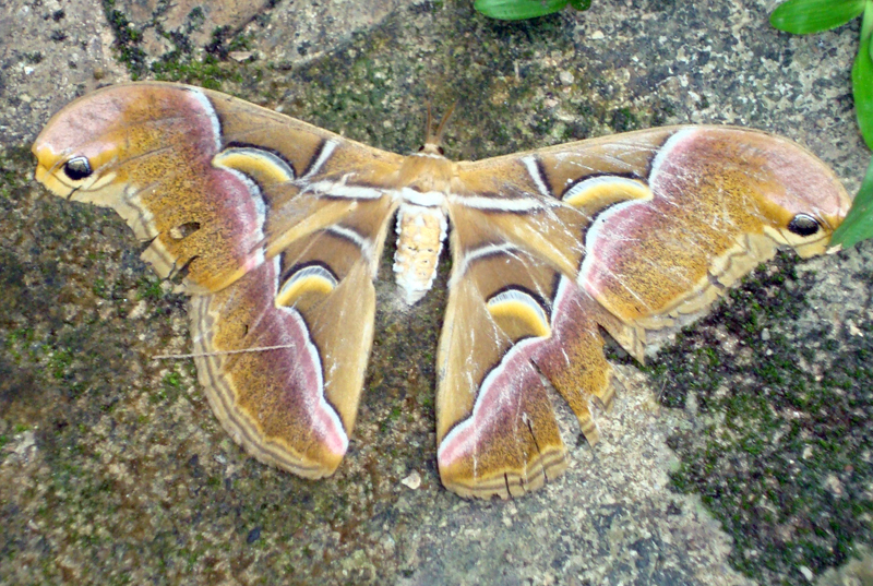 a close - up of an orange and white moth on a stone surface
