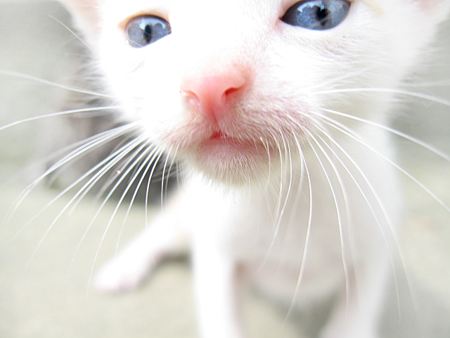 a close - up s of a kitten with blue eyes