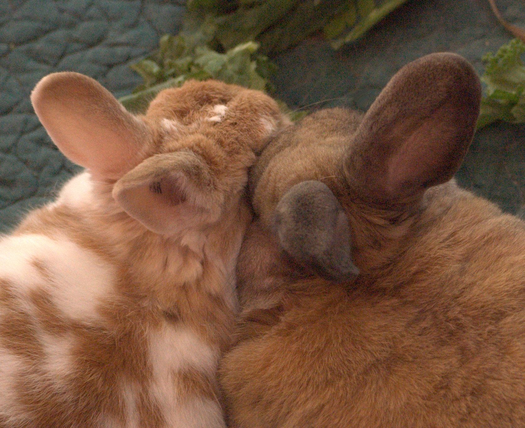 the rabbit is rubbing his head against another bunny