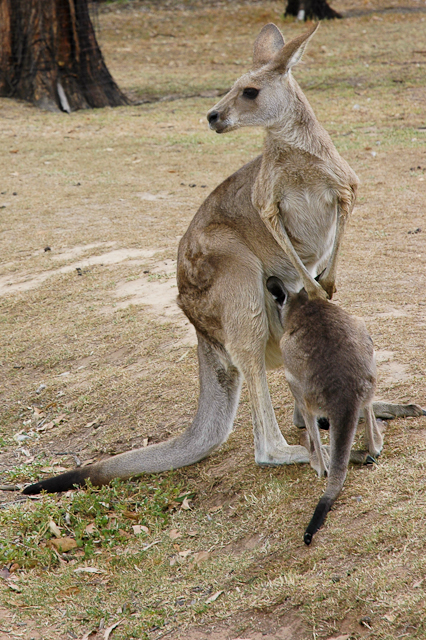 a kangaroo and a baby kangaroo in a field