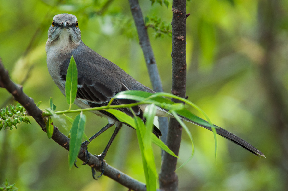 this bird is sitting on top of a tree nch