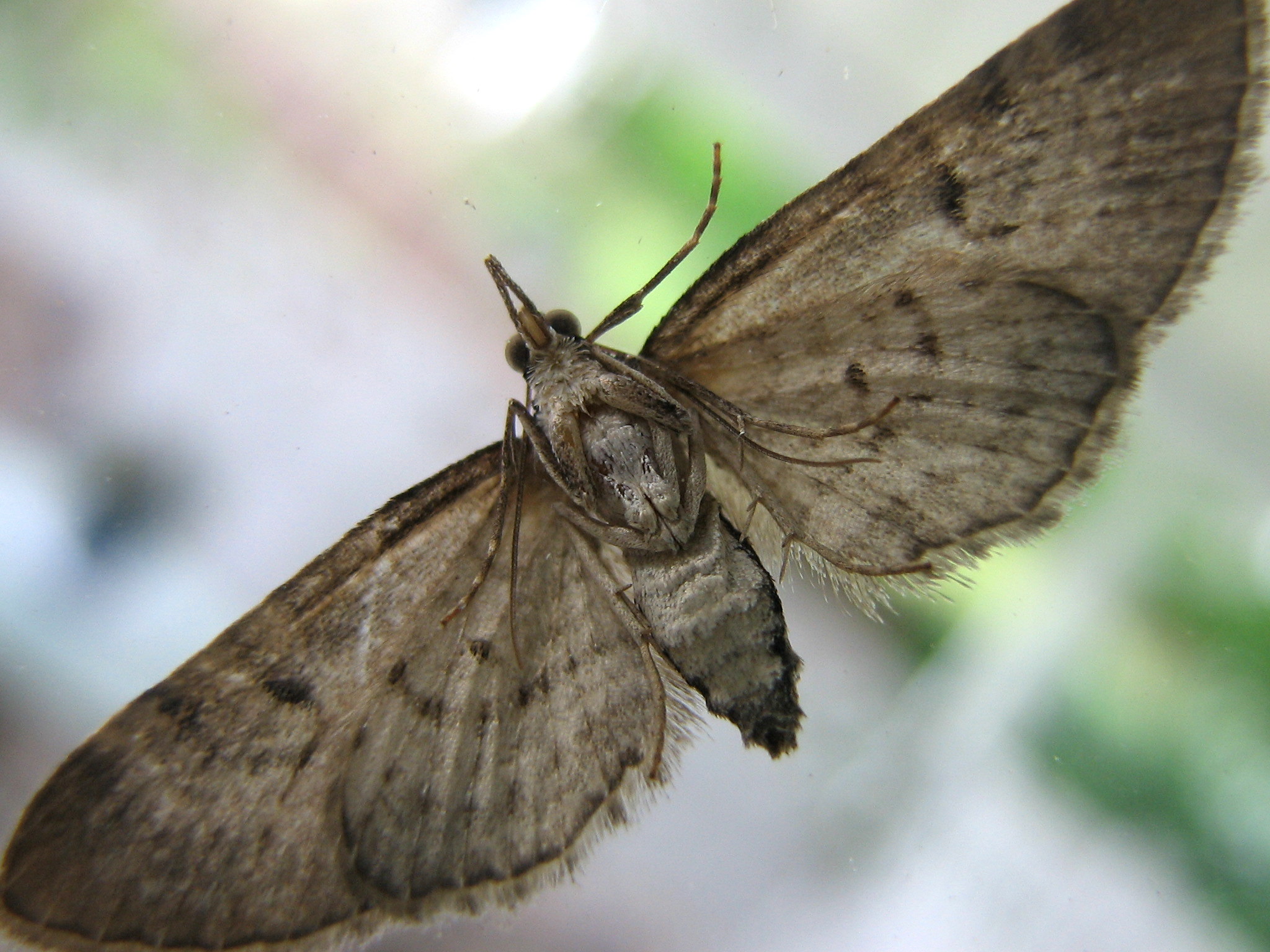 close up picture of an moths wings showing on a window