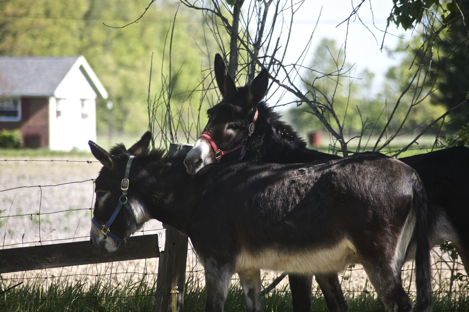 two donkeys are being playful at the fence