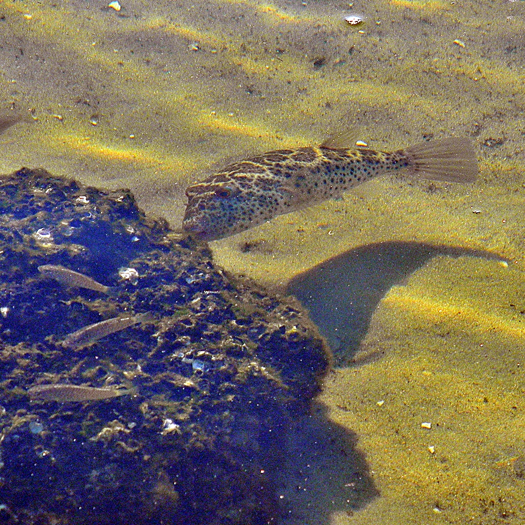 a small fish in a body of water with algae