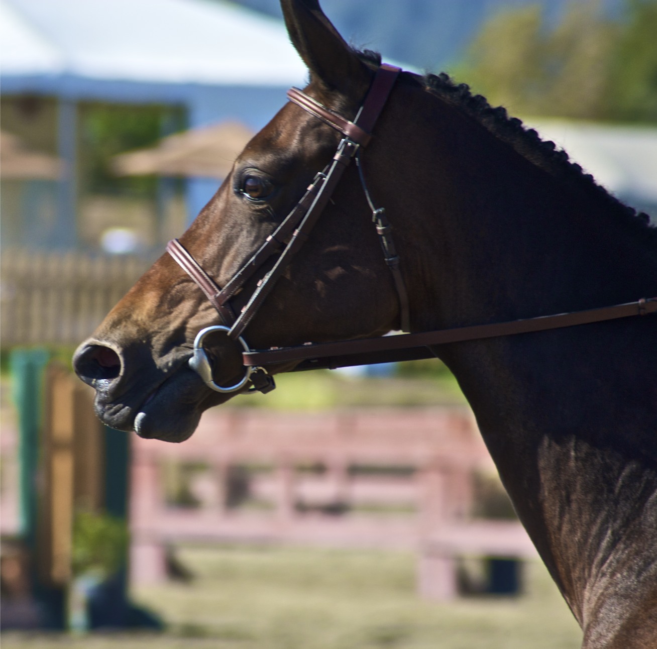 a horse with the bridle and nose in focus