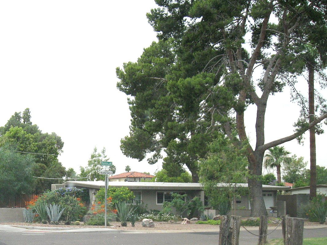 some trees and some houses in the day