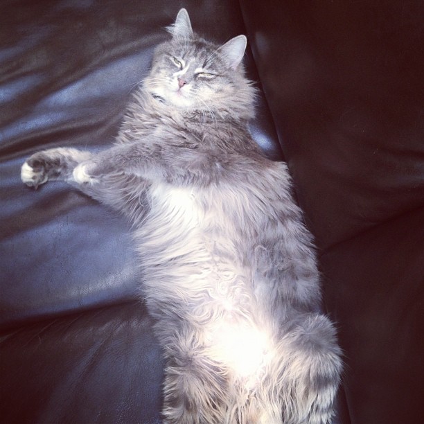 a cat laying in the middle of a leather couch