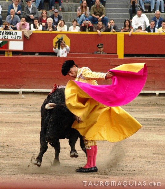 a woman is trying to wrestle with a bull