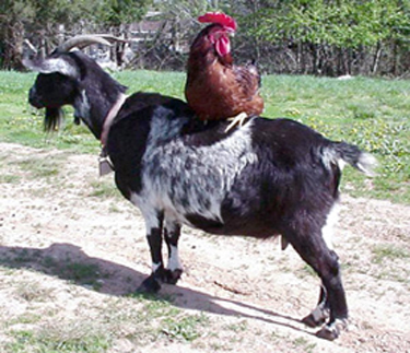 a rooster is standing on the back of an animal