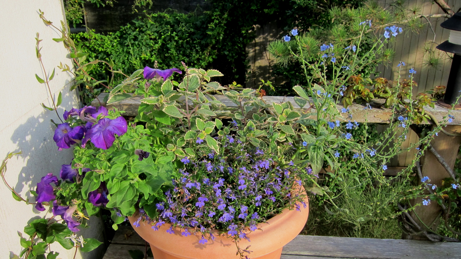 a pot of plants on the ground near a house