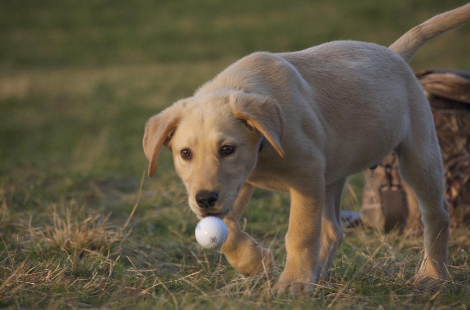 a puppy plays with a ball in a field