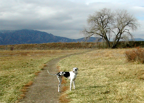 a dog walking across the grass in front of a tree